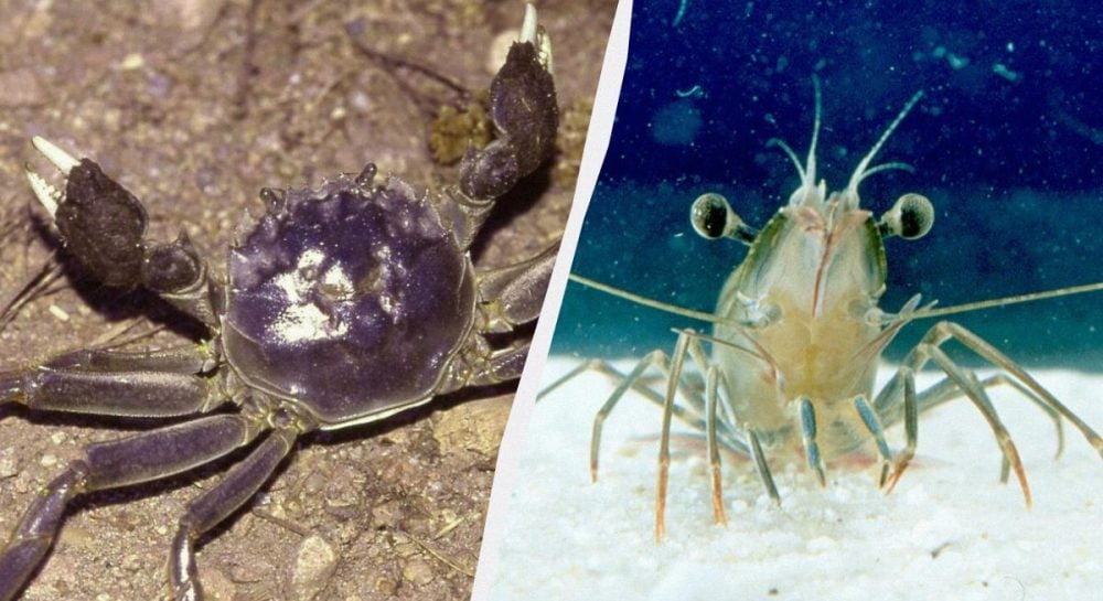 Anstieg des Meeresspiegels öffnet Türen für marine Eindringlinge bis 2050